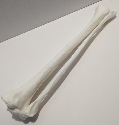 Tibia/Fibula - Full Size Model