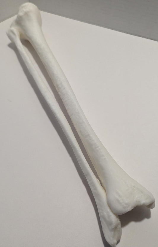 Tibia/Fibula - Full Size Model